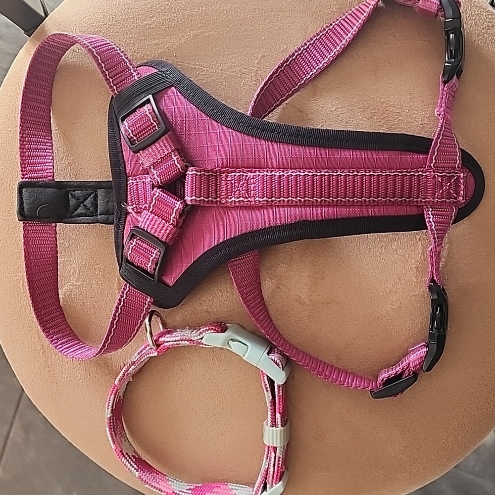 Kong Padded Dog Harness and standard puppy collar